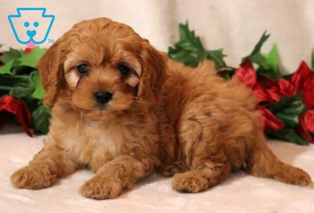 Martin Cavapoo image