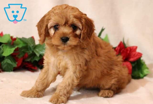 Martin Cavapoo2 image