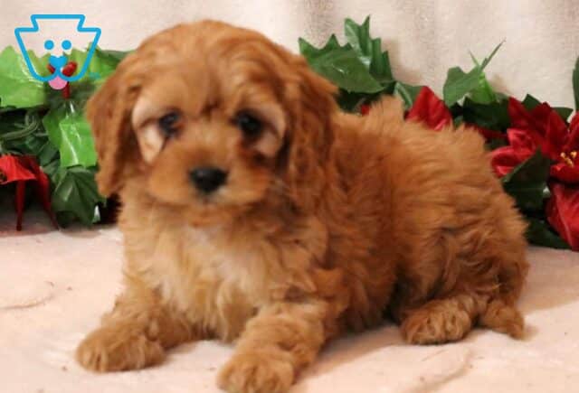 Marty Cavapoo2 image