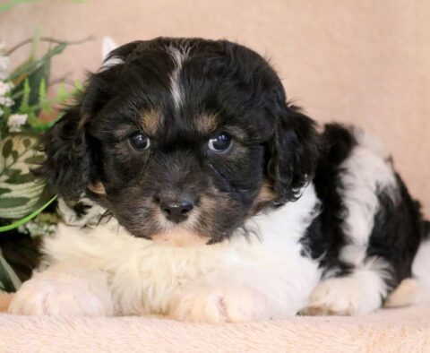 Max Cavachon