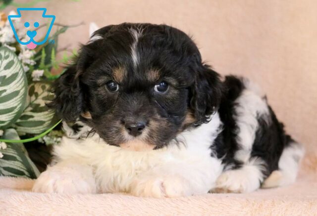 Max Cavachon image
