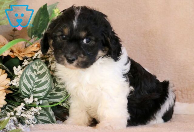 Max Cavachon2 image