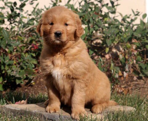 Maxwell Golden2