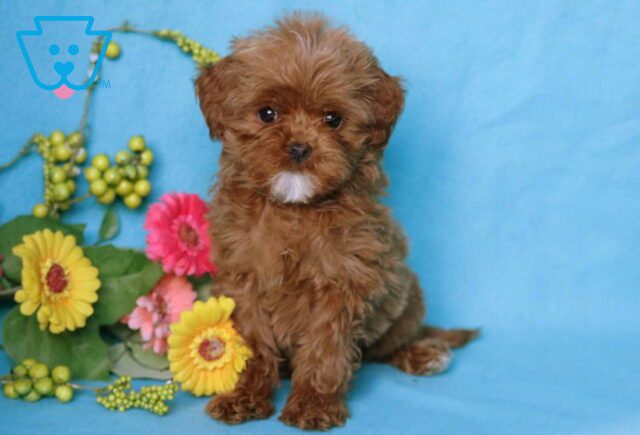 Mckenzie Poodle Mix image