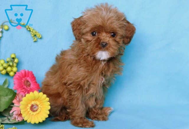 Mckenzie Poodle Mix2 image