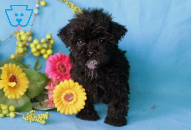 Megan Poodle Mix image