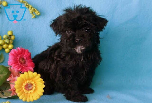 Megan Poodle Mix2 image