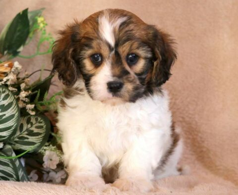 Mighty Cavachon