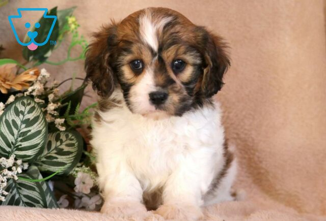 Mighty Cavachon image