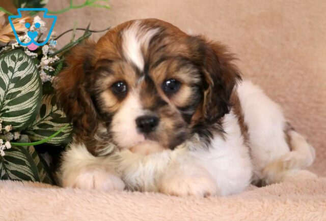 Mighty Cavachon2 image