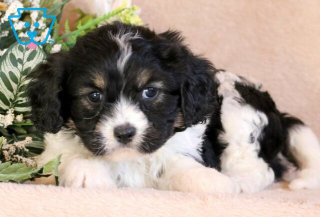 Miles Cavachon image
