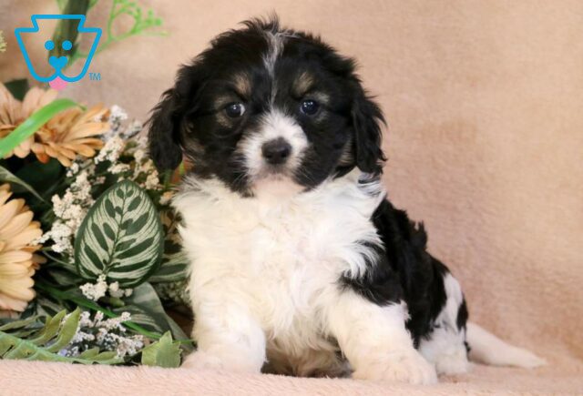 Miles Cavachon2 image