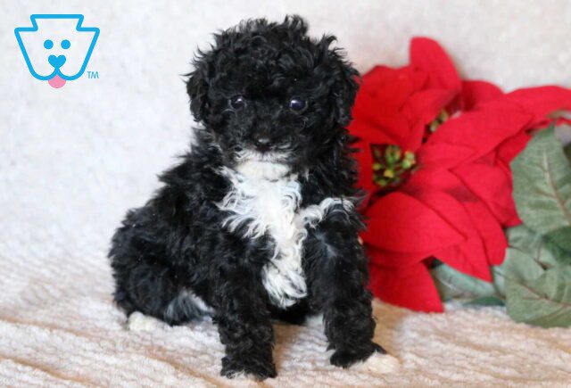 Miles Mini Poodle image