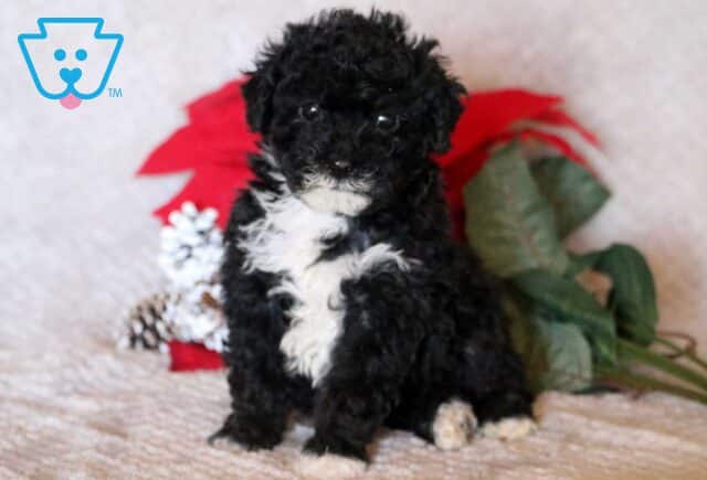 Miles Mini Poodle2 image