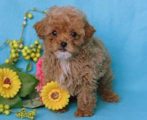 Miles Poodle Mix
