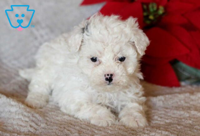 Milly Mini Poodle image
