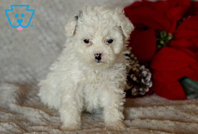 Milly Mini Poodle2 image