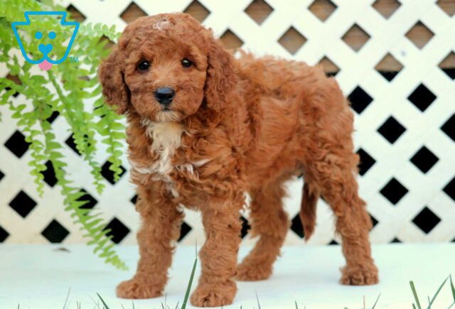 Nabisco Cockapoo image