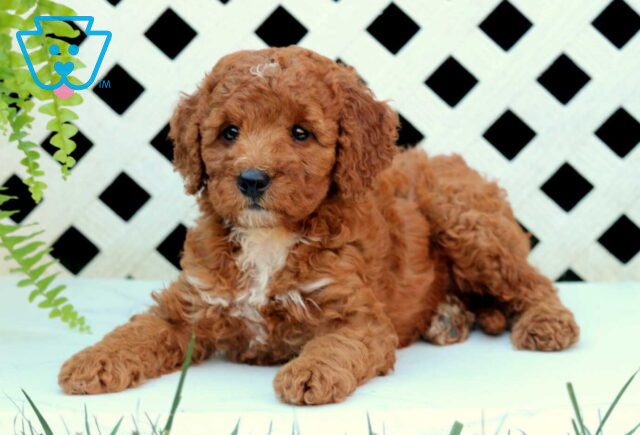 Nabisco Cockapoo2 image