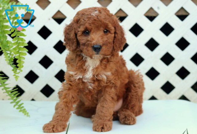 Nabisco Cockapoo3 image