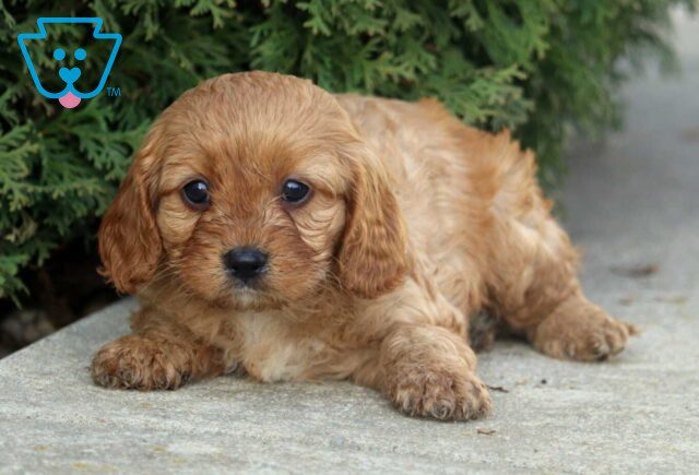 Nacho Cavapoo image
