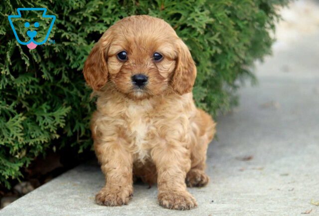 Nacho Cavapoo2 image