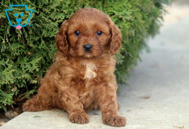 Natalie Cavapoo image