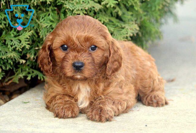 Natalie Cavapoo2 image