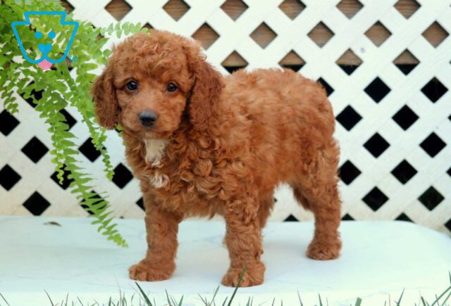 Newbie Cockapoo image