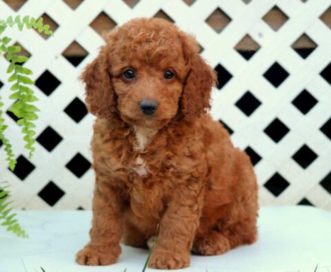 Newbie Cockapoo2