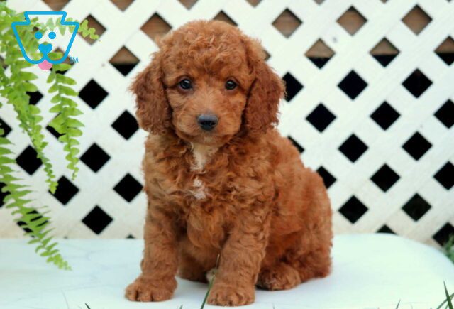 Newbie Cockapoo2 image