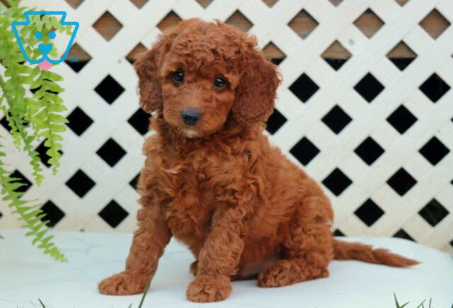 Nick Cockapoo image