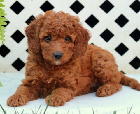 Nick Cockapoo2