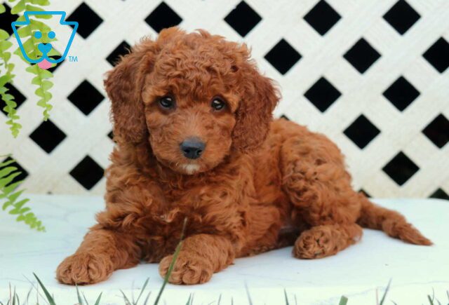 Nick Cockapoo2 image