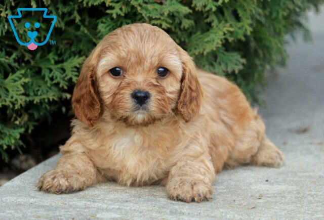 Nova Cavapoo image
