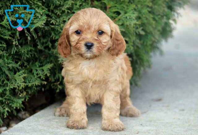 Nova Cavapoo2 image