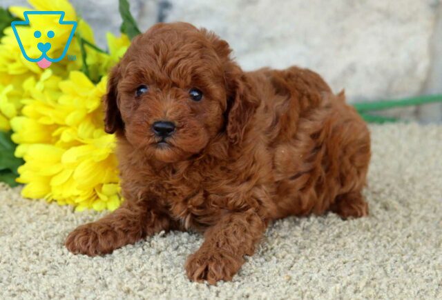 Olena Mini Poodle image