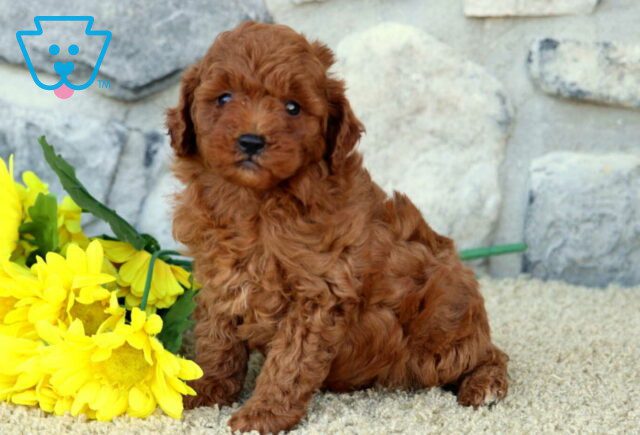 Olena Mini Poodle2 image