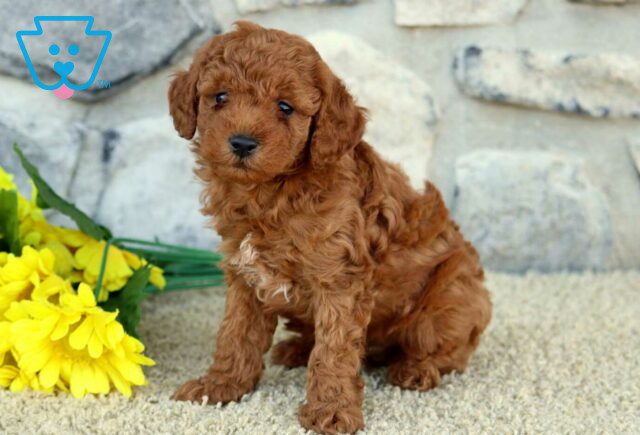 Oreo Mini Poodle image