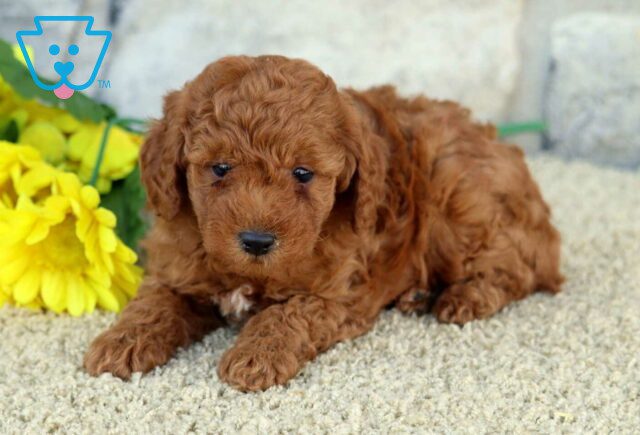 Oreo Mini Poodle2 image
