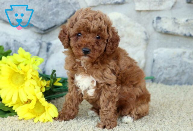 Oscar Mini Poodle image