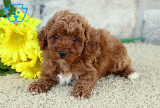 Oscar Mini Poodle2 image