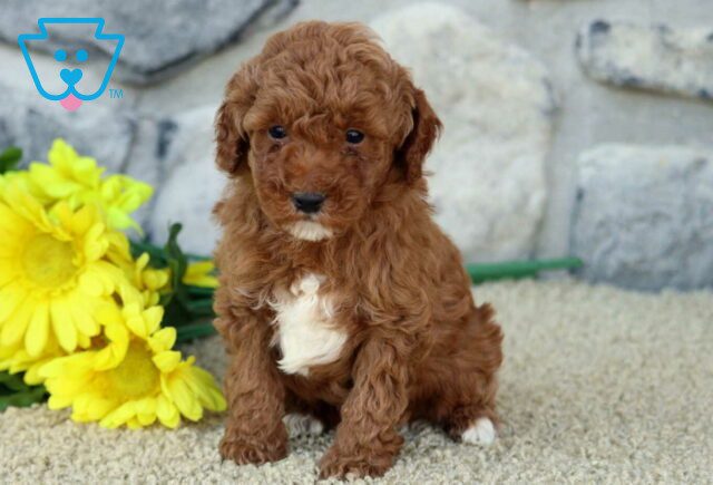 Otis Mini Poodle image