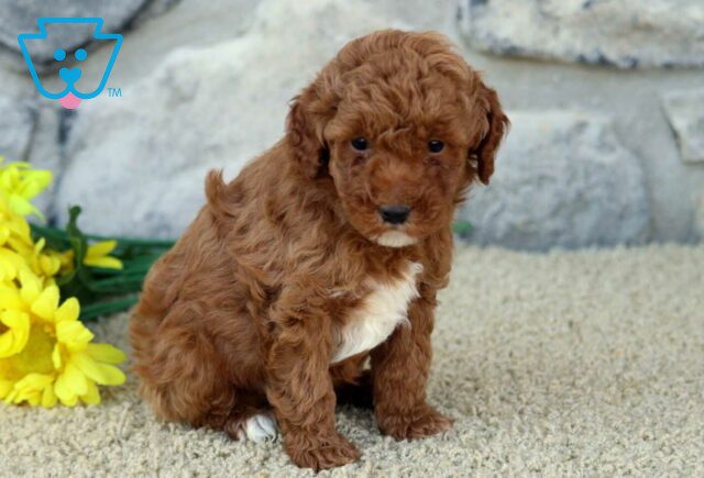 Otis Mini Poodle2 image