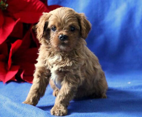 Panther Cavapoo