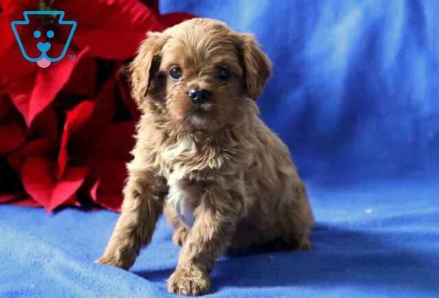 Panther Cavapoo image