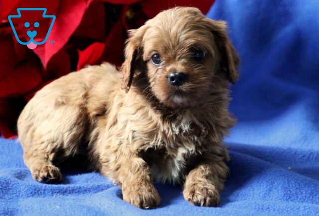 Panther Cavapoo2 image