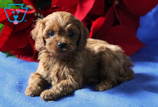 Parker Cavapoo image