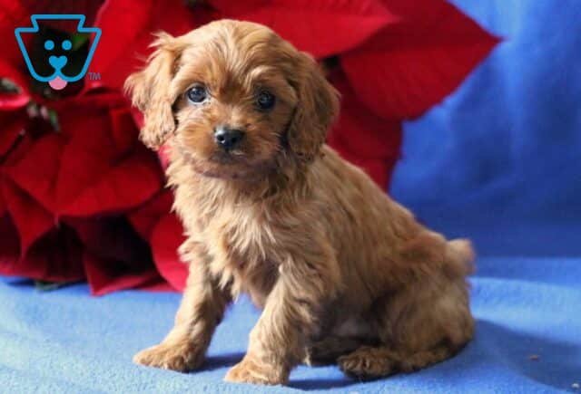 Parker Cavapoo2 image