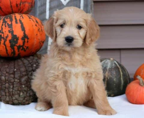 Patch Goldendoodle